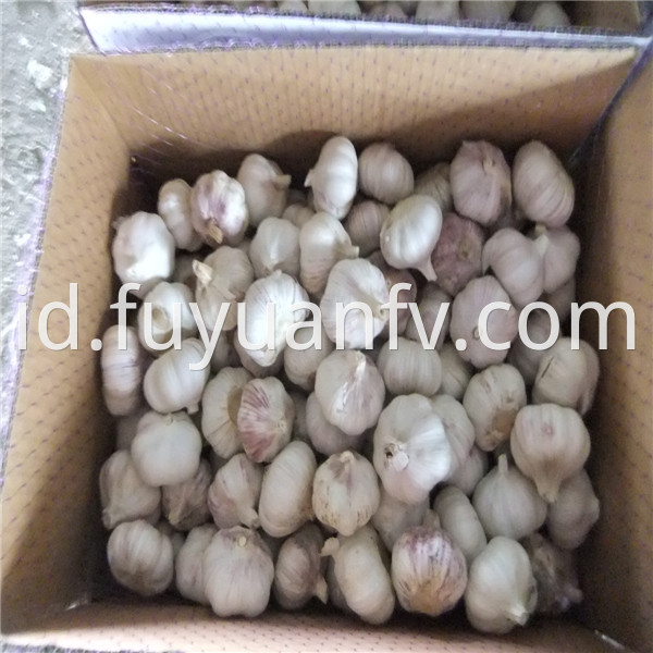 garlic in carton 